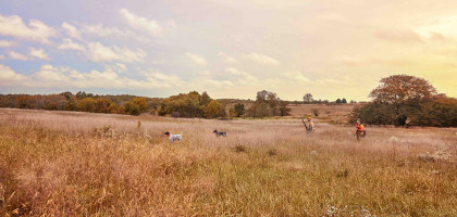 Alpha 10: El dispositivo de seguimiento y adiestramiento Garmin más ligero