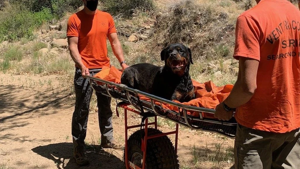 Rescatan a un perro herido en el campo gracias a la tecnología inReach® 